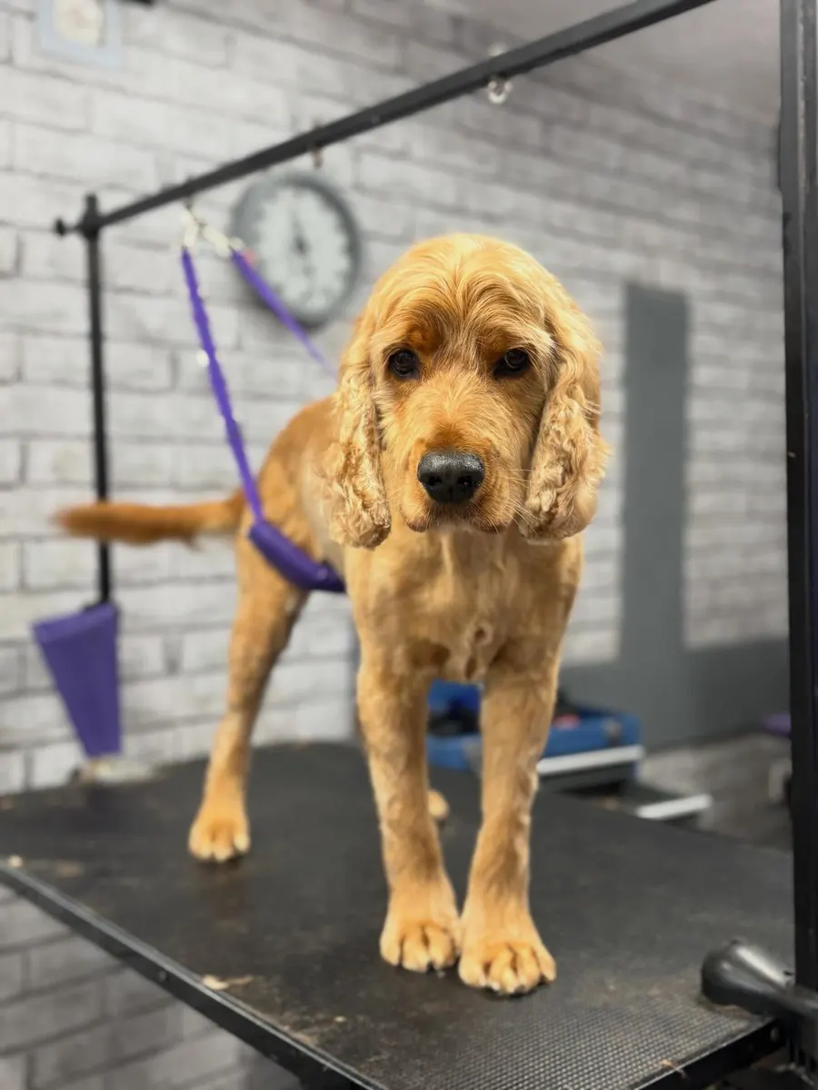 Alfie after his groom