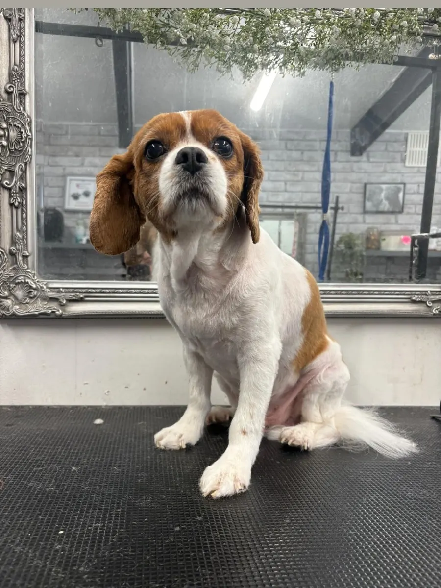 Bailey after his groom