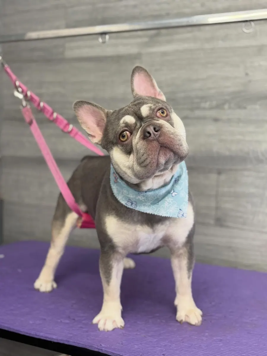Blu after his groom