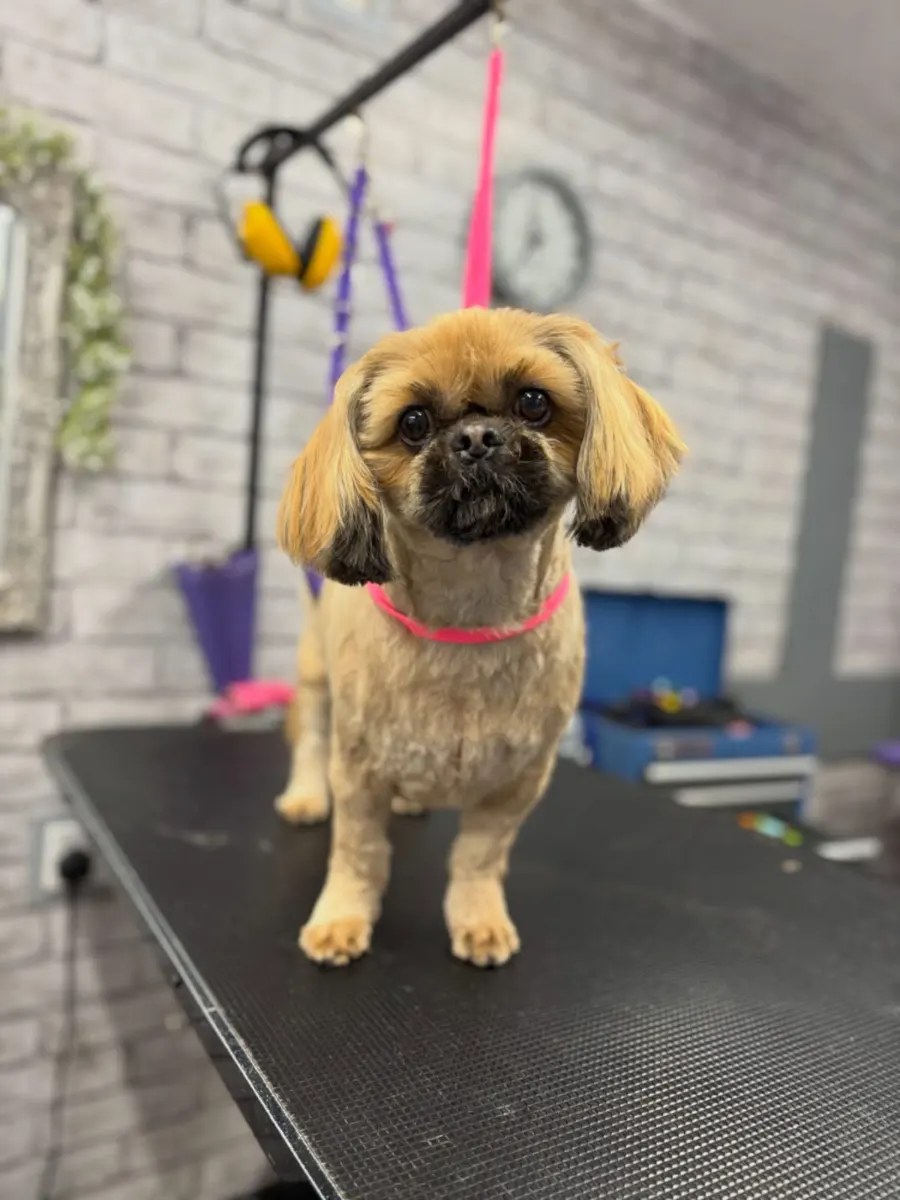 Coco after her groom