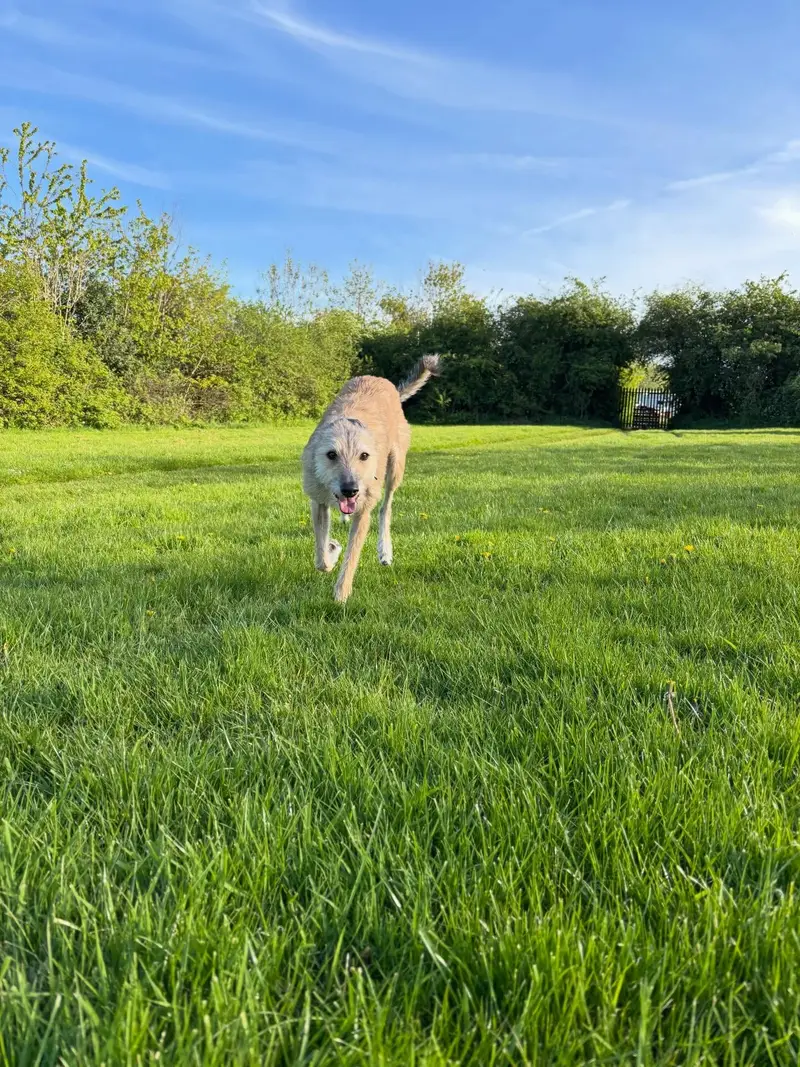 Izzy outdoors during pet care
