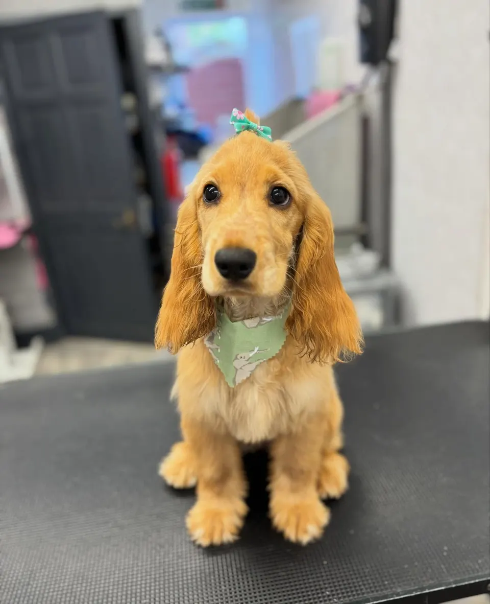 Luna after her first puppy groom