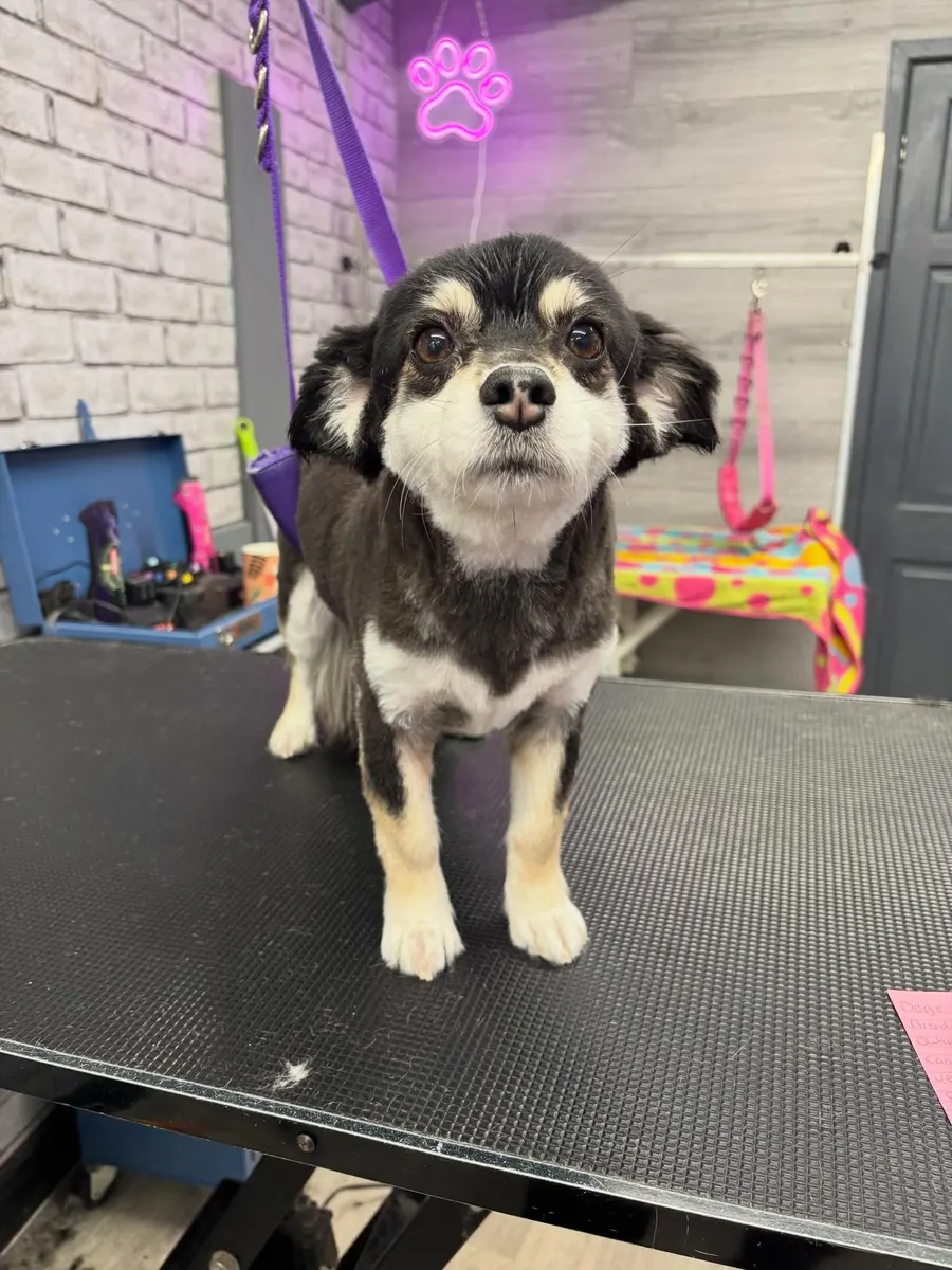 Tilly after her groom